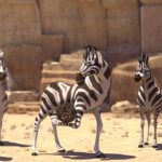 Kumba - filmy-animowane.pl