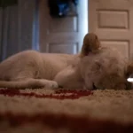 Lena i Śnieżek - filmy-animowane.pl